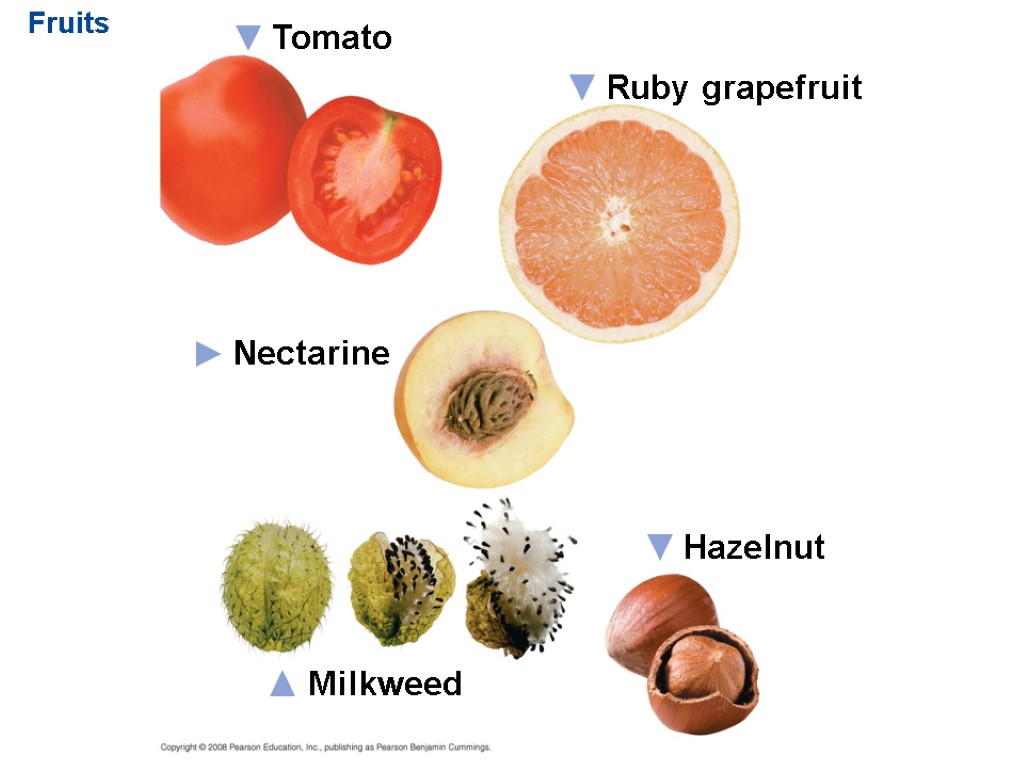 Fruits Hazelnut Ruby grapefruit Tomato Nectarine Milkweed